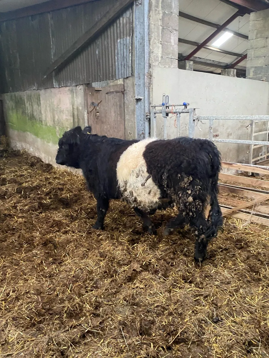Belted Galloway bull - Image 3
