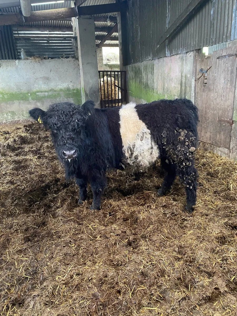 Belted Galloway bull - Image 4