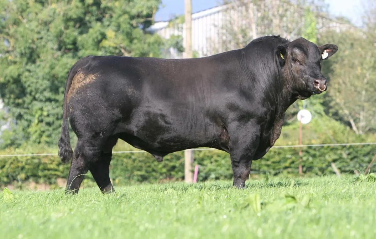 Lisduff Angus Online Bull Sale 9th May - Image 1