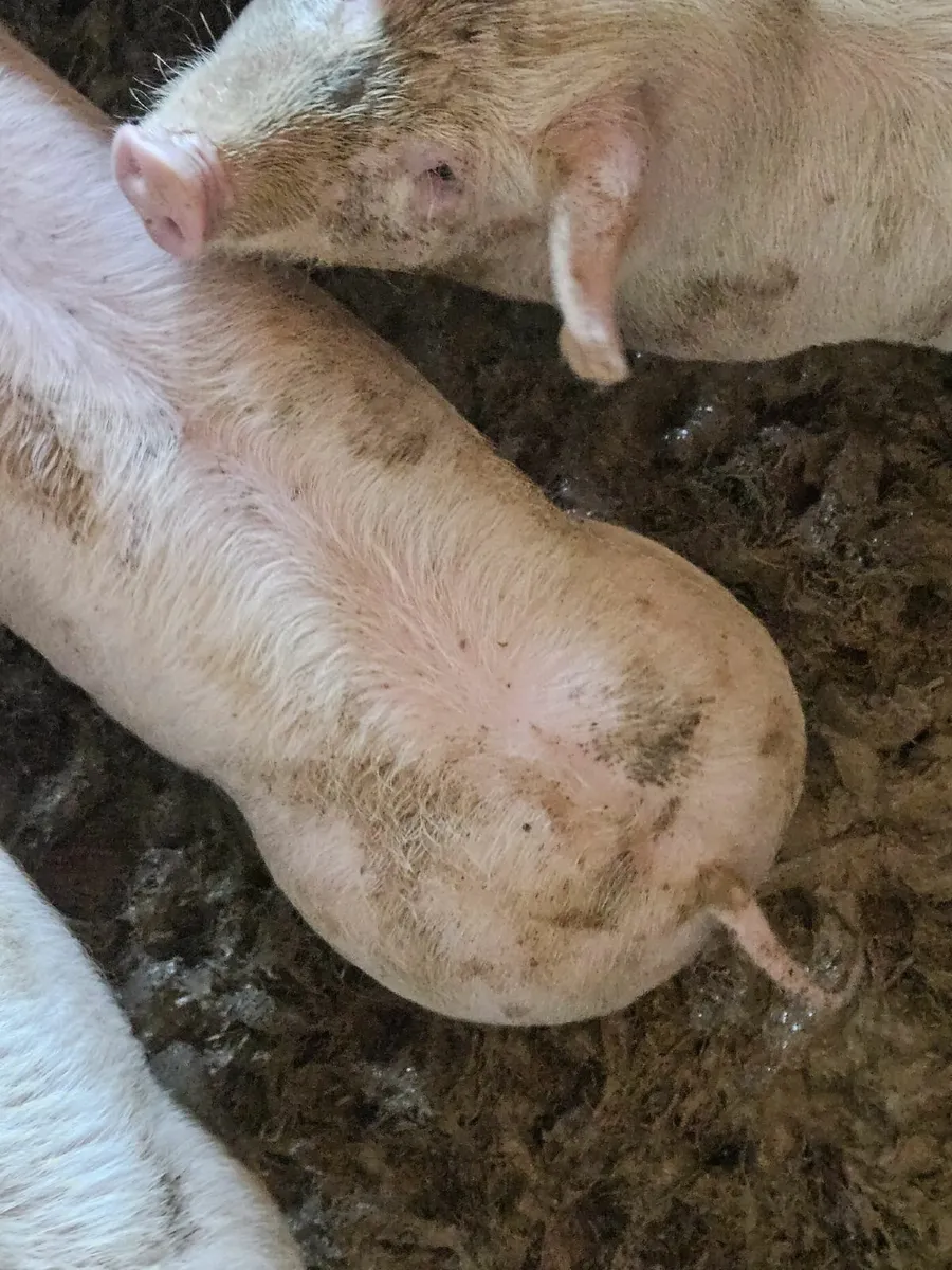 Piglets Peitrain - Image 1