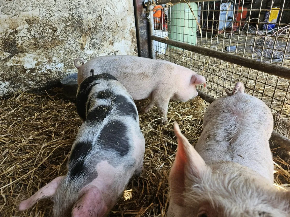 Piglets Peitrain - Image 2