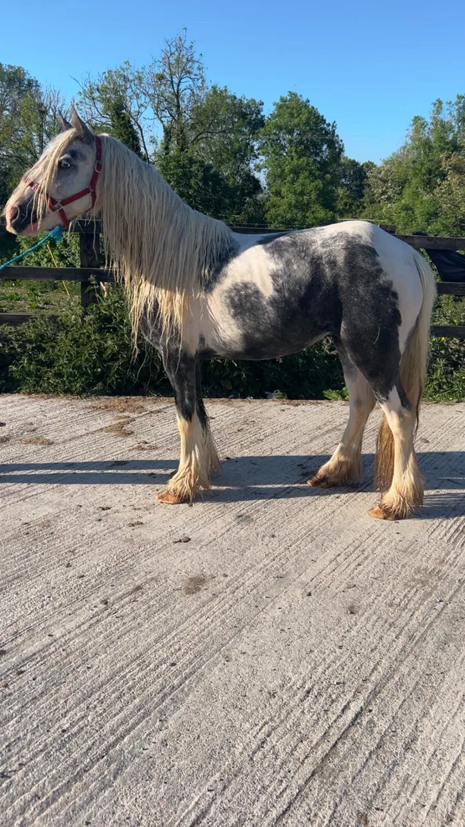 Mare cob - Image 1