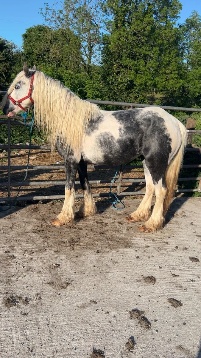 Mare cob - Image 3