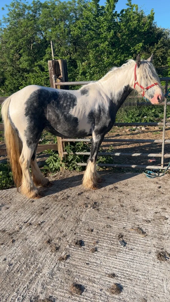 Mare cob - Image 4