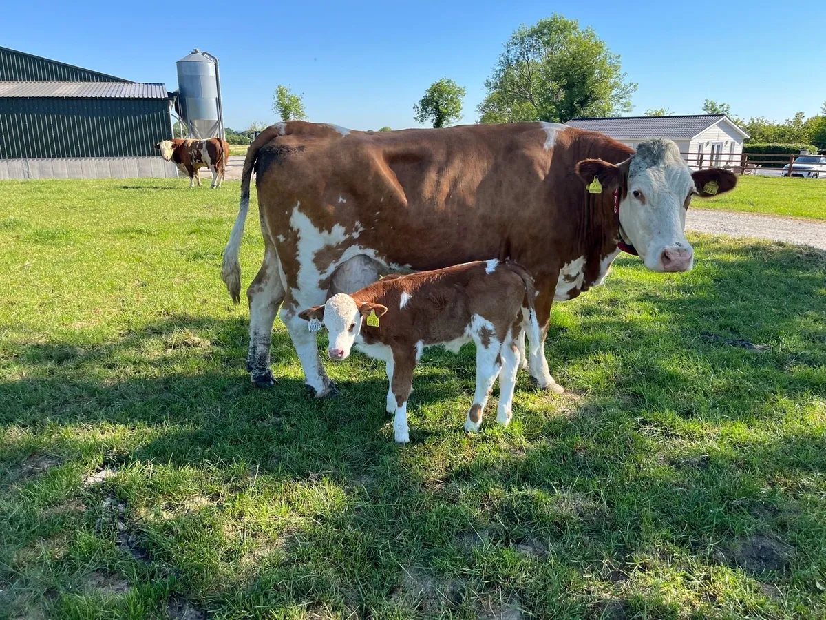 Simmental Calf - Image 1