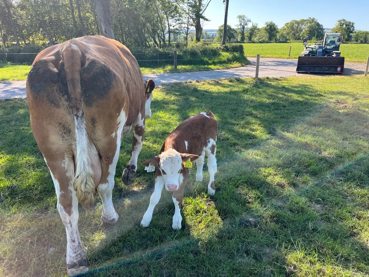 Simmental Calf - Image 2