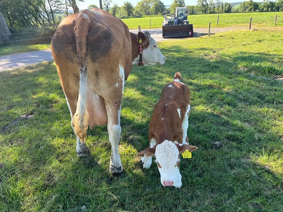 Simmental Calf - Image 3