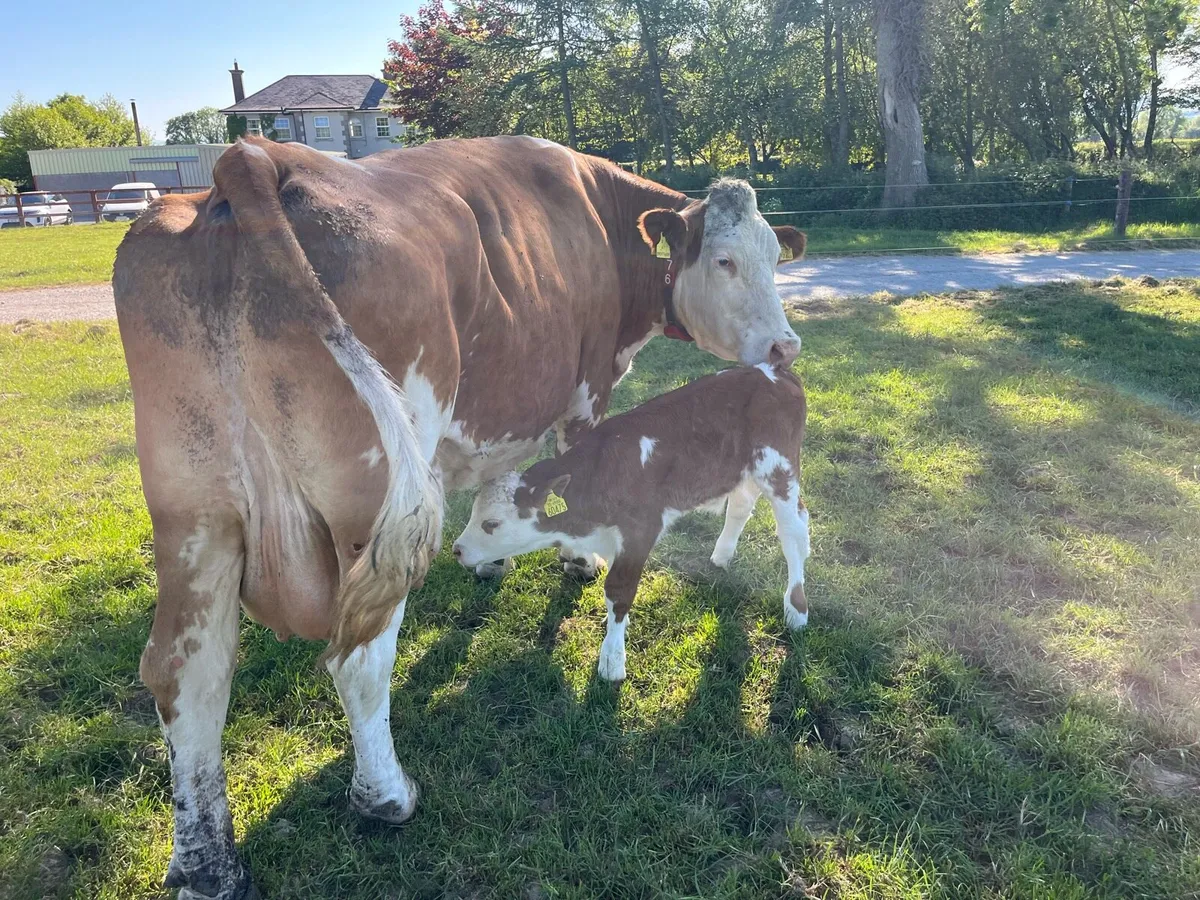 Simmental Calf - Image 4