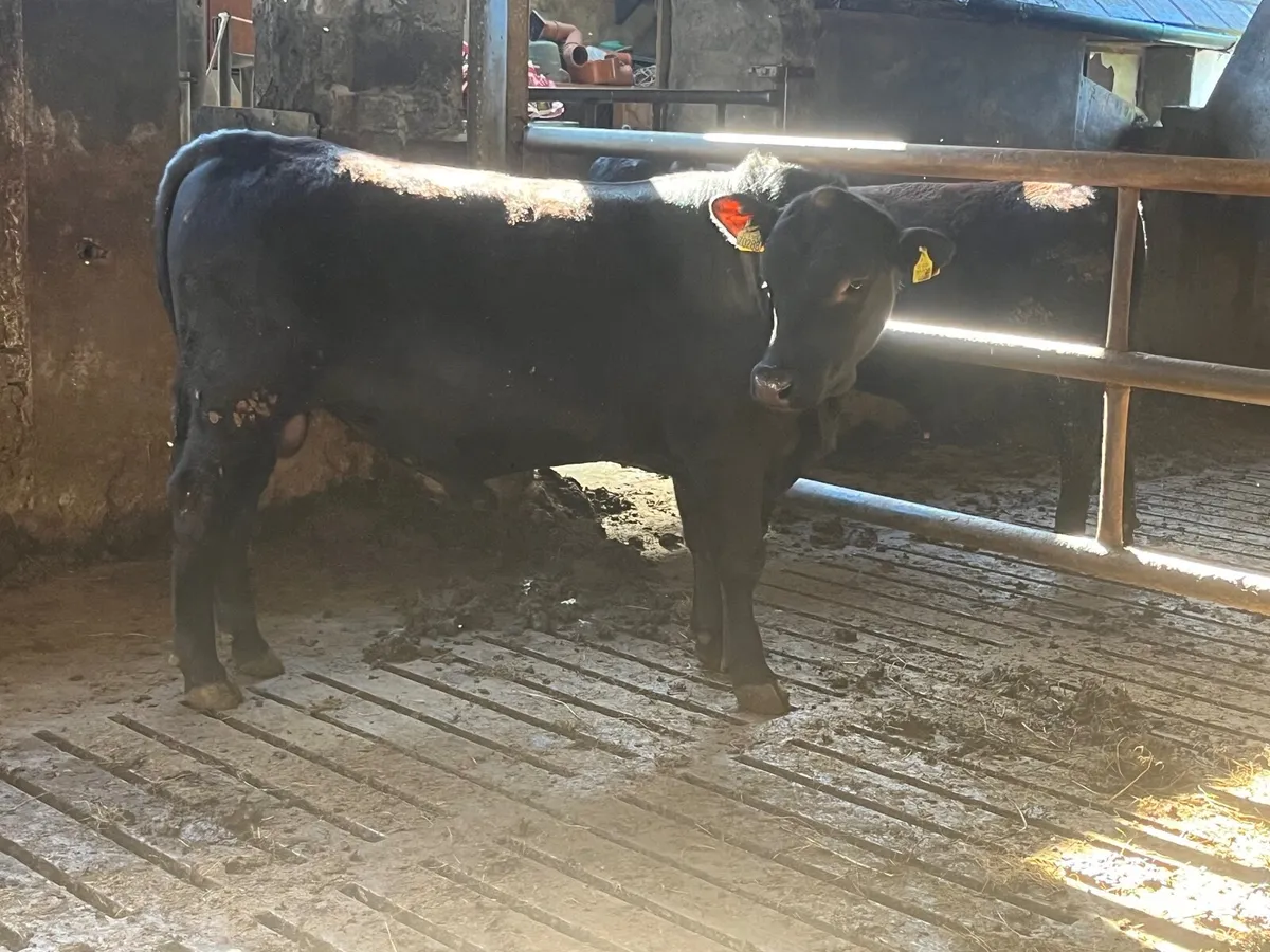 Bulls - Image 2