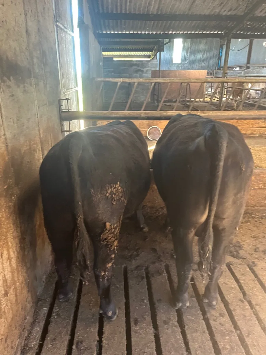 Bulls - Image 1