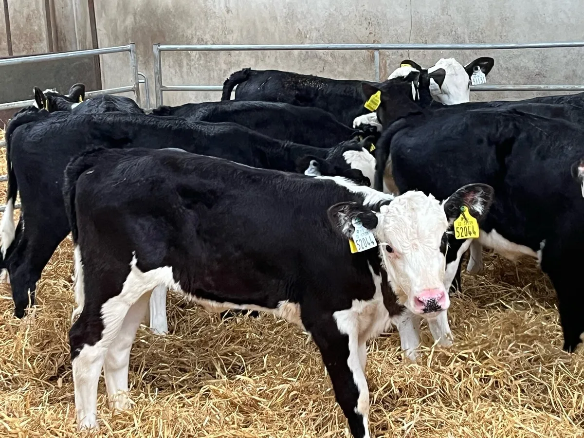 10 6/8 Week Old AA & HE Heifer Calves - Image 2