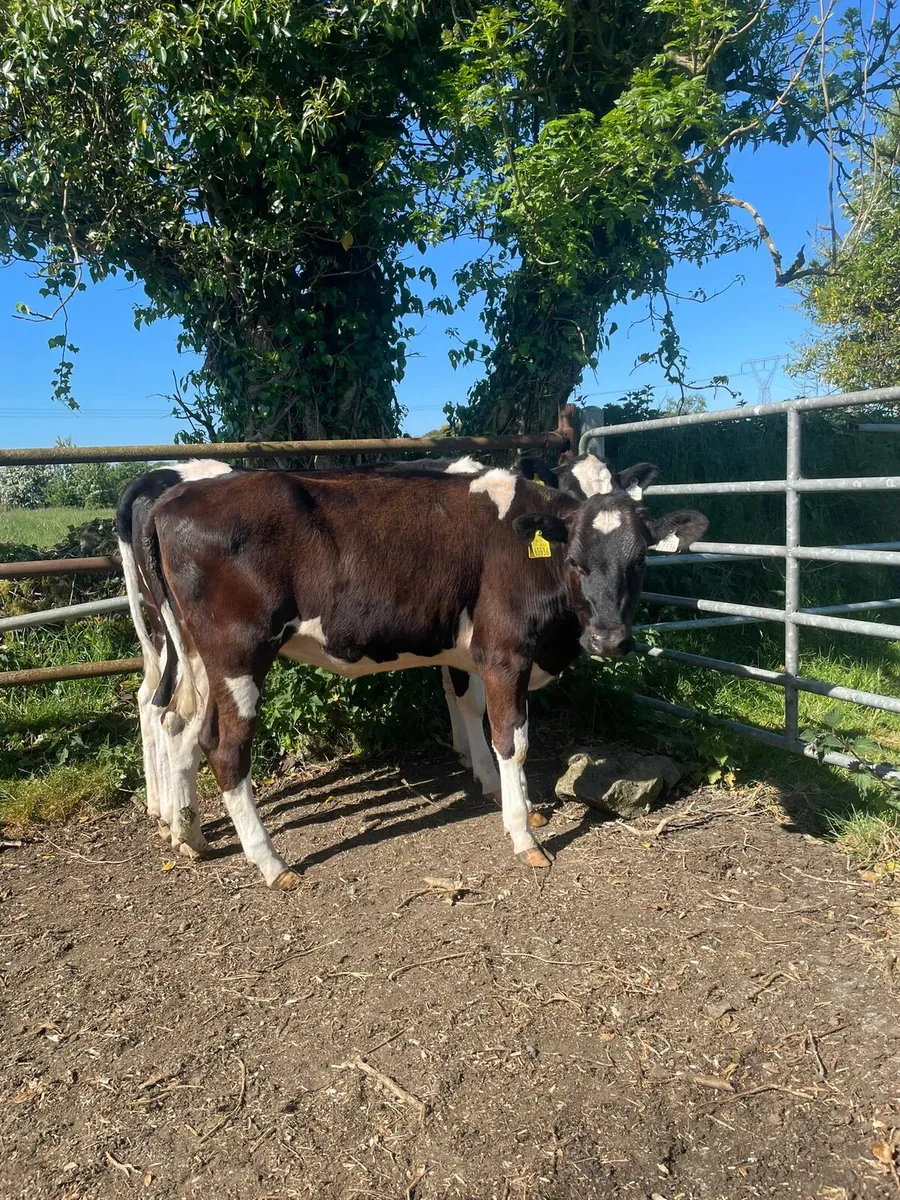 Fresian maiden heifers wanted
