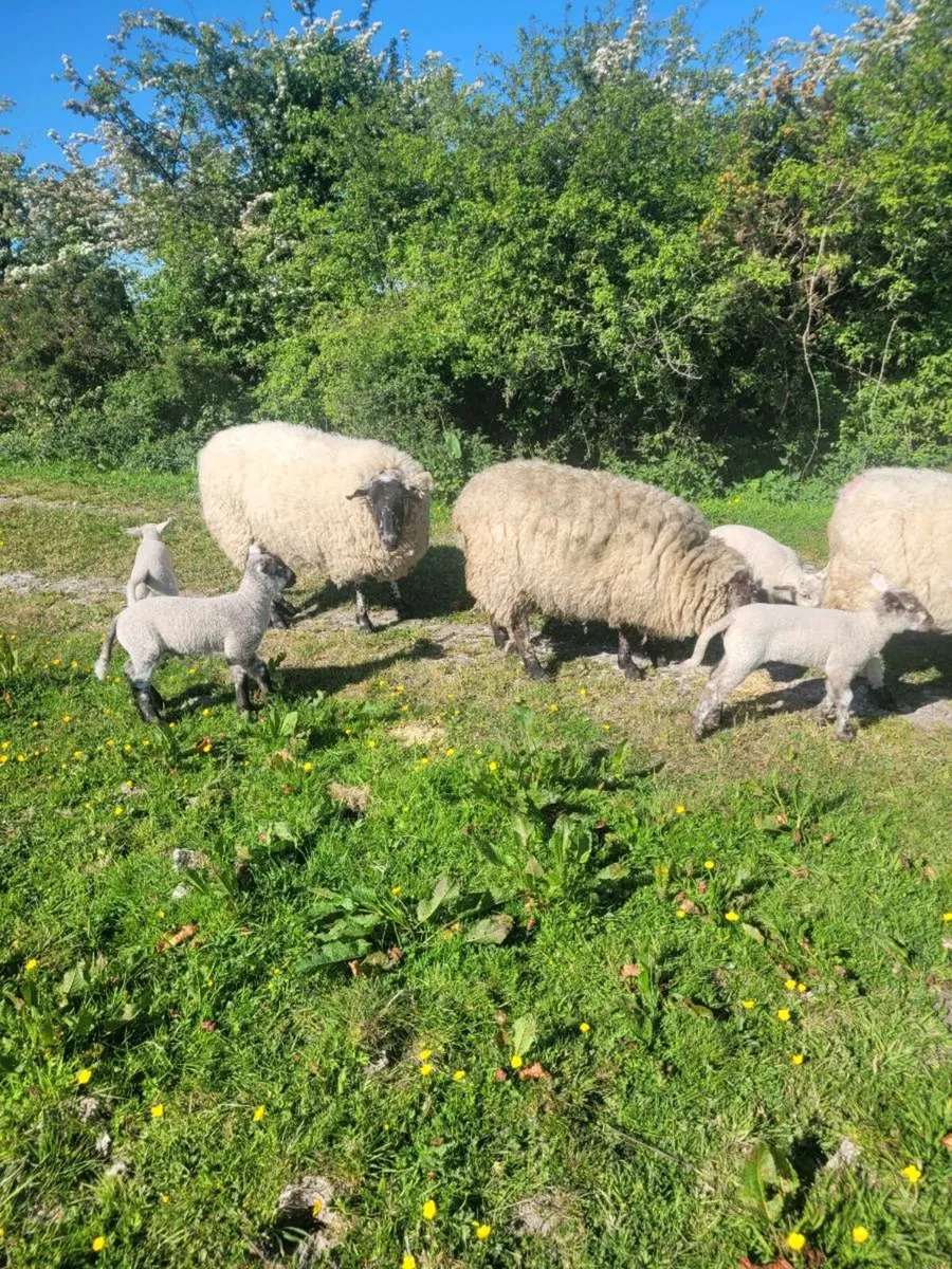 Ewes and lambs - Image 1