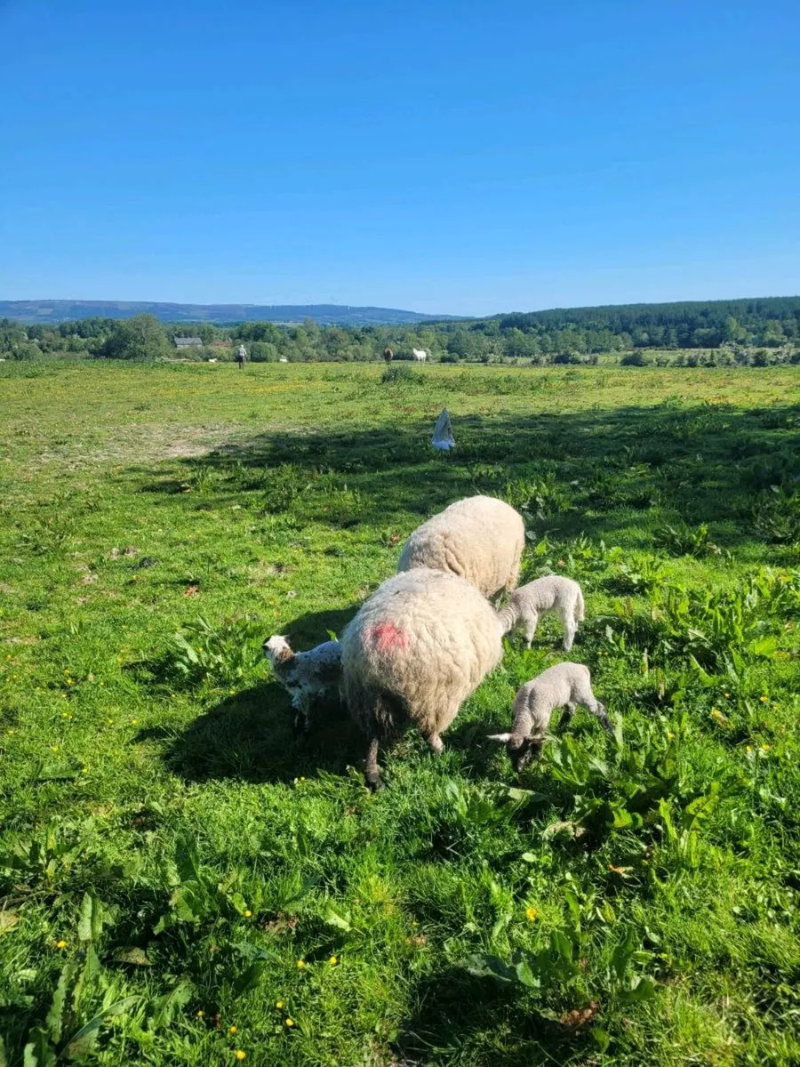 Ewes and lambs - Image 2
