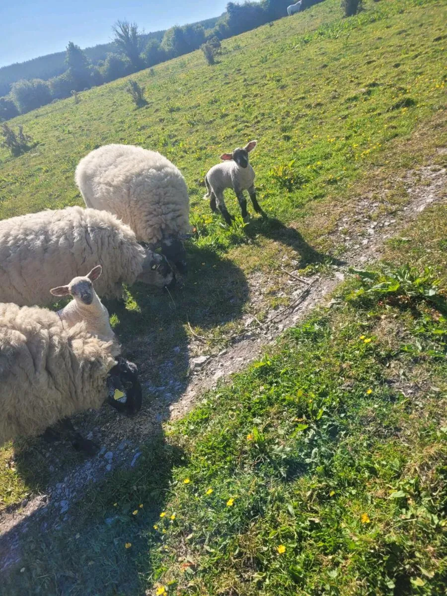 Ewes and lambs - Image 3