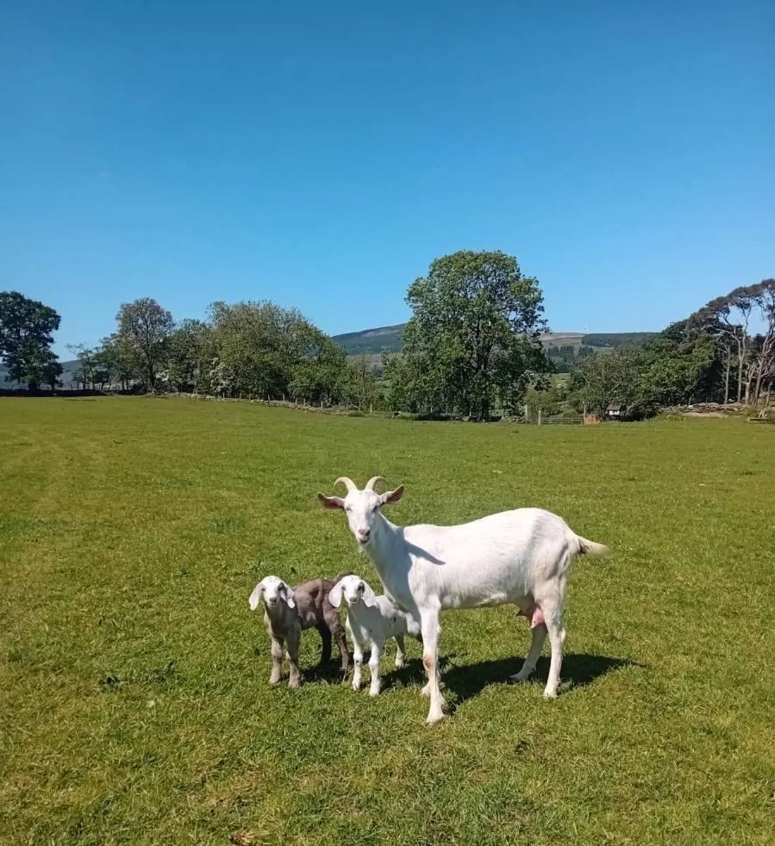 Goats and kids - Image 1