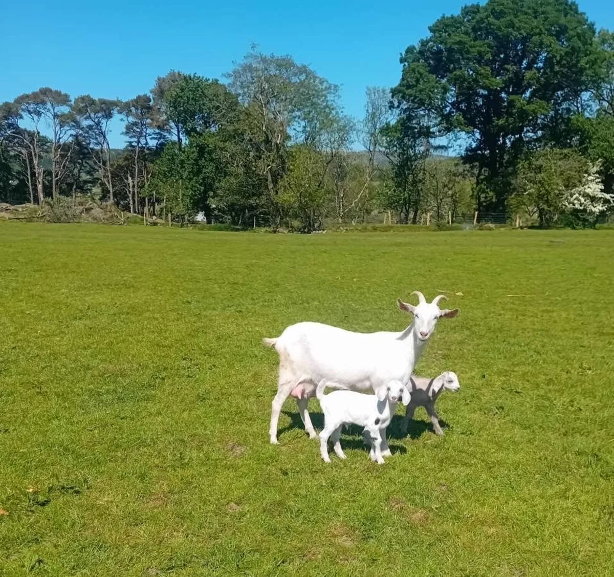 Goats and kids - Image 3
