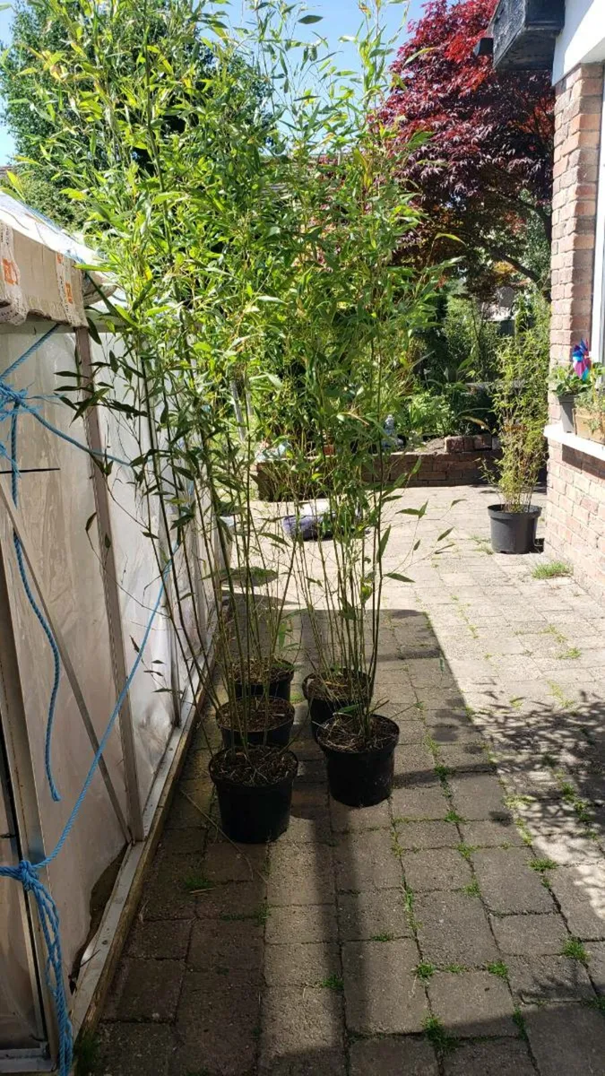 Bamboo Bissetii.  Delivery available - Image 2