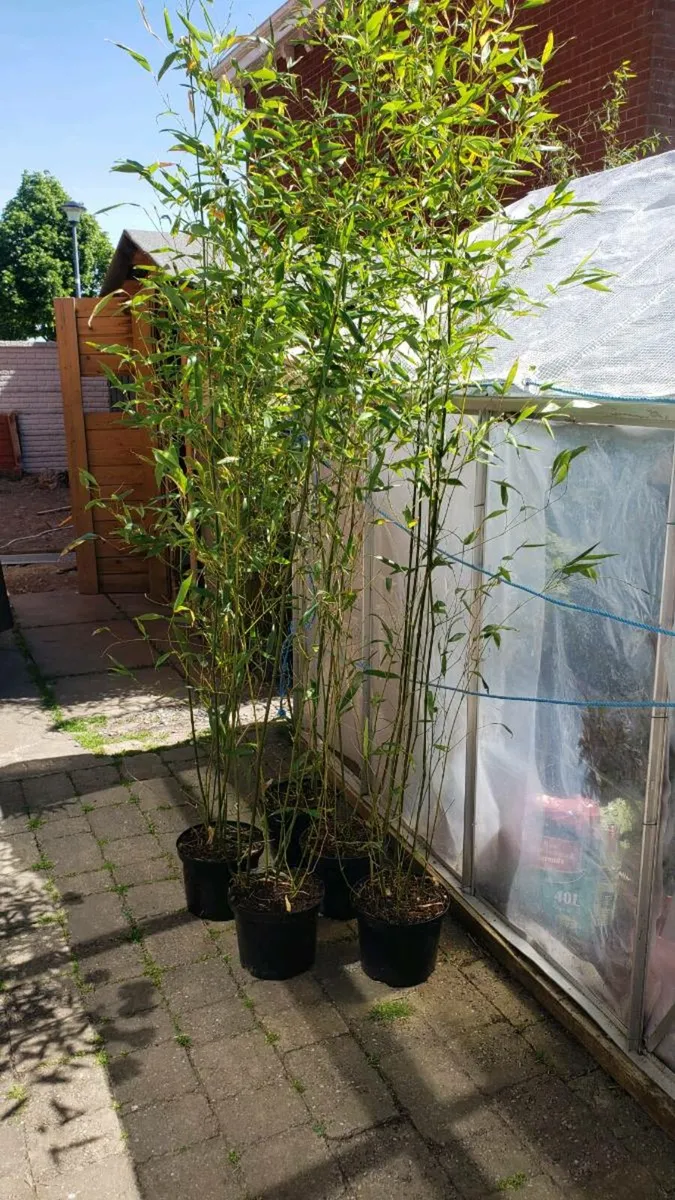 Bamboo Bissetii.  Delivery available - Image 3