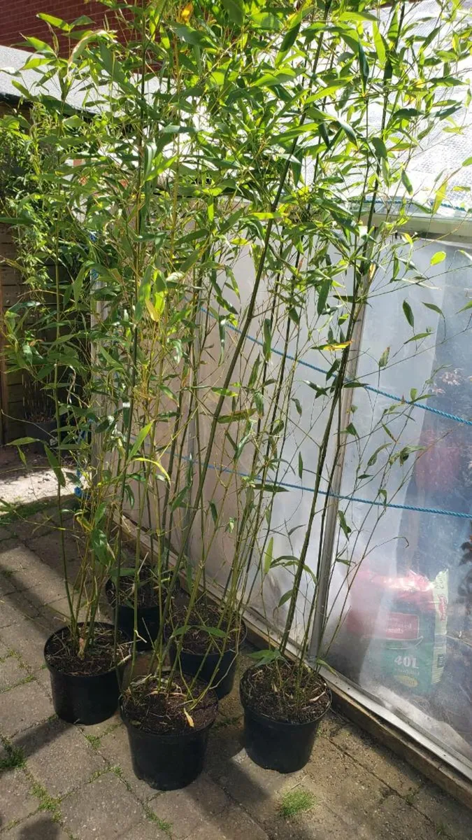 Bamboo Bissetii.  Delivery available - Image 1