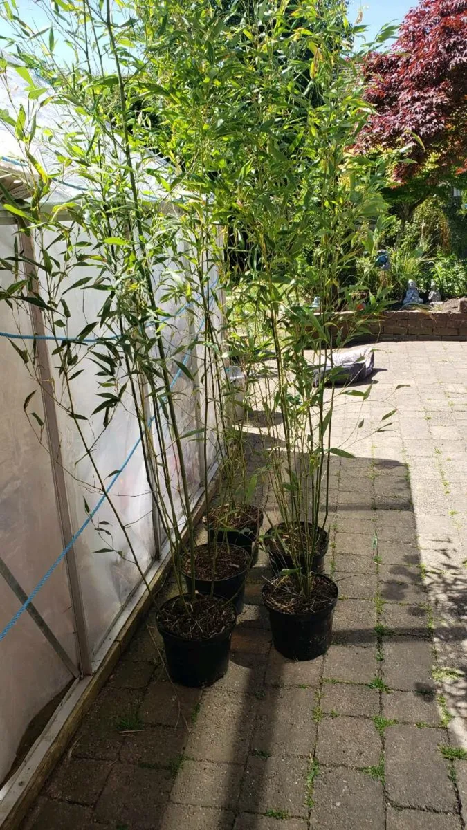 Bamboo Bissetii.  Delivery available - Image 4