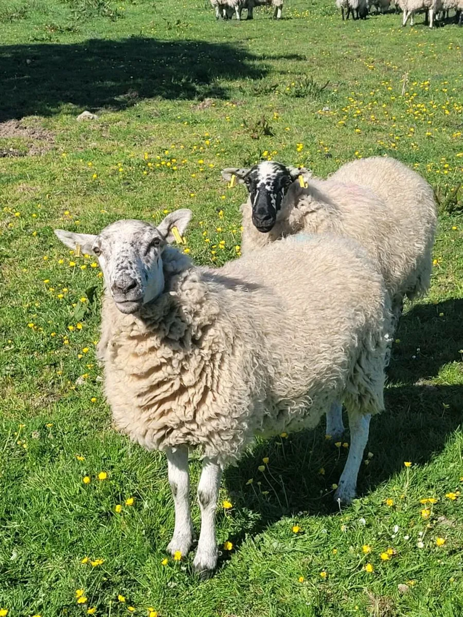 Hoggats fully organic - Image 1