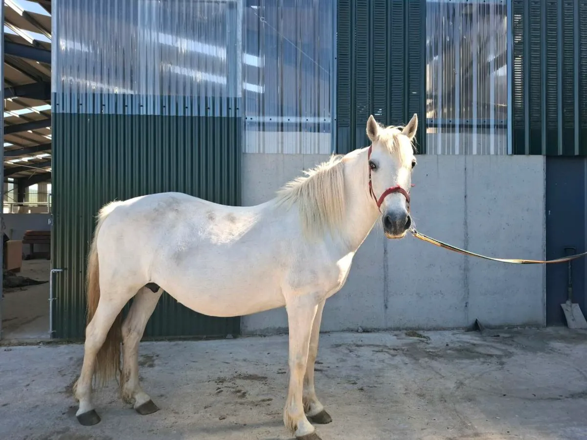Connemara mare - Image 1