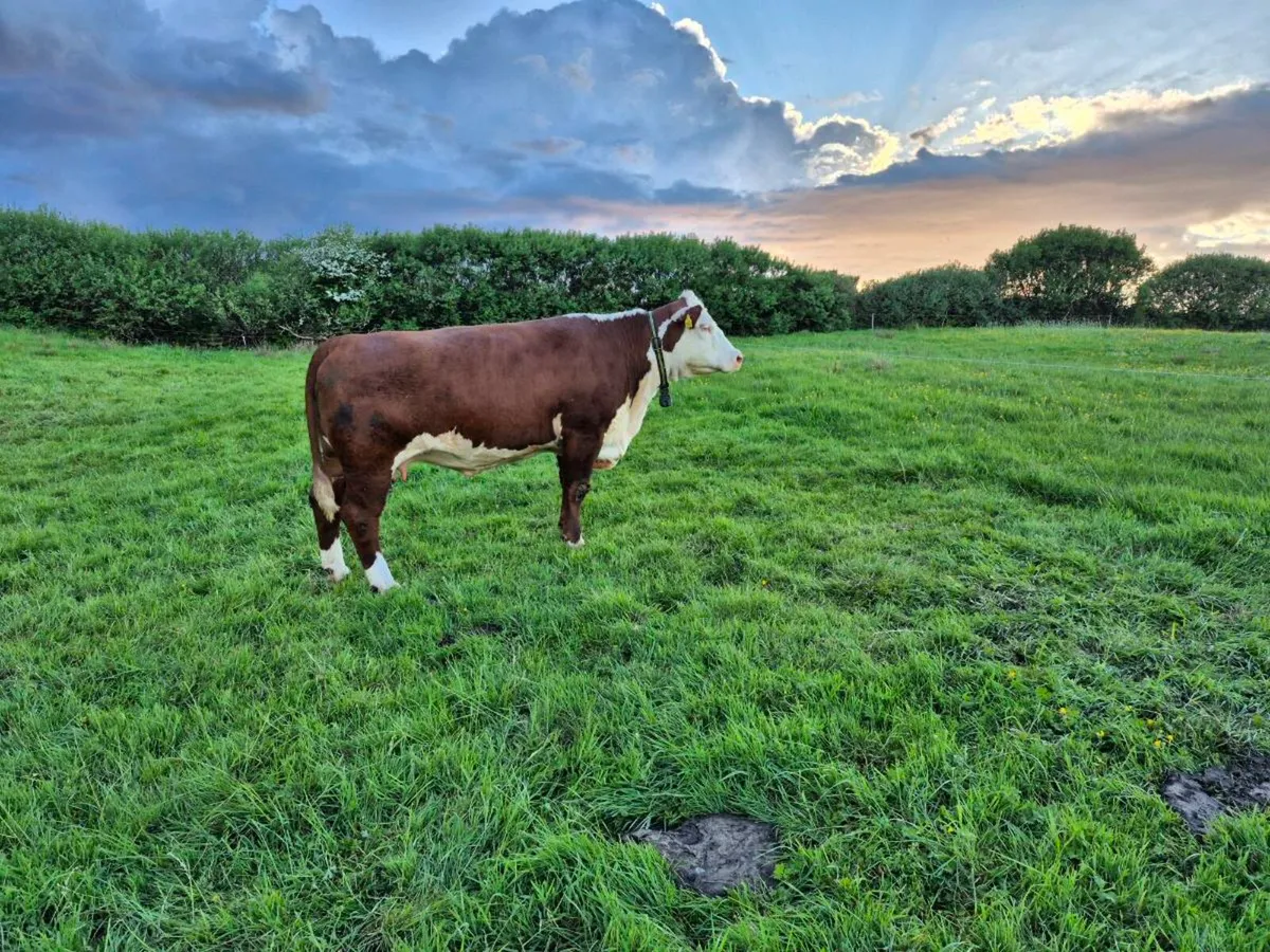 Polled Hereford - Image 1
