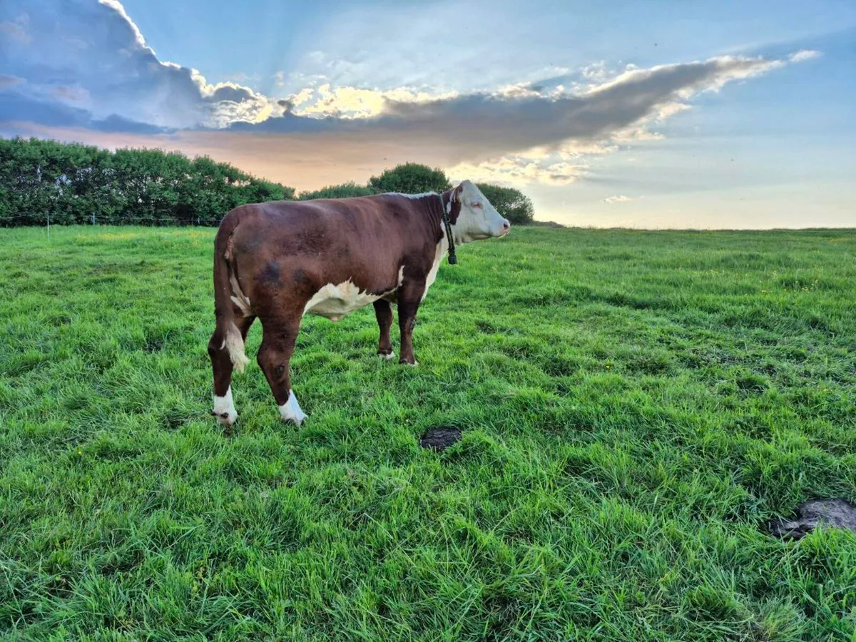Polled Hereford - Image 3