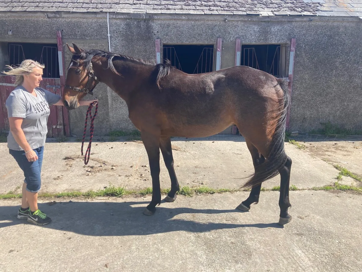Wings of eagles 3yr old thoroughbred gelding - Image 1