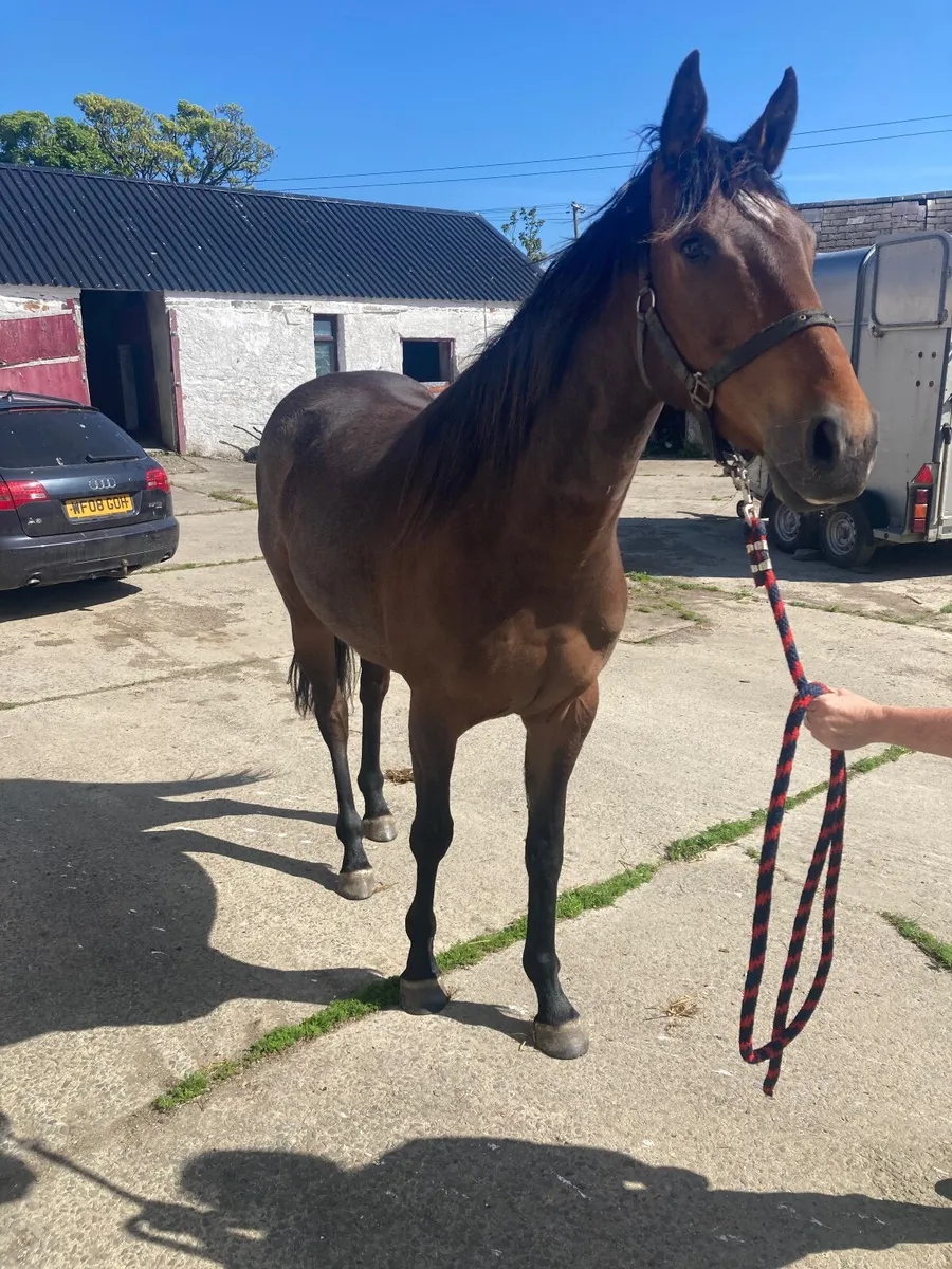 Wings of eagles 3yr old thoroughbred gelding - Image 2