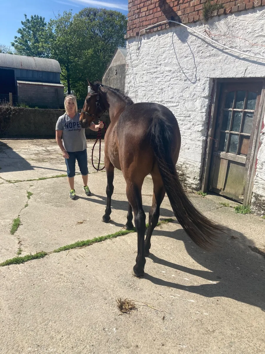 Wings of eagles 3yr old thoroughbred gelding - Image 3