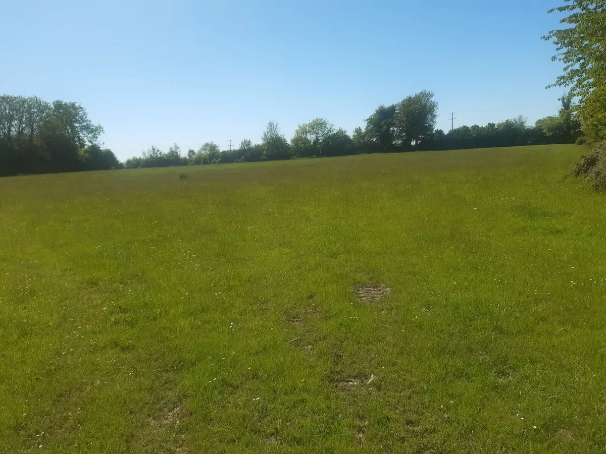 Meadow