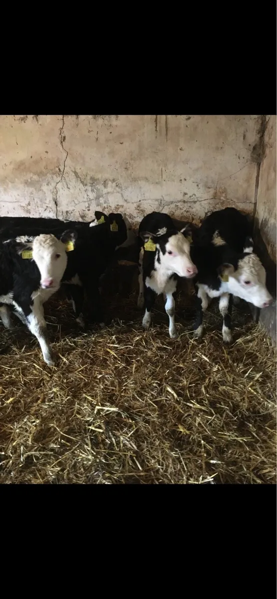 Strong Whitehead heifer calves - Image 1