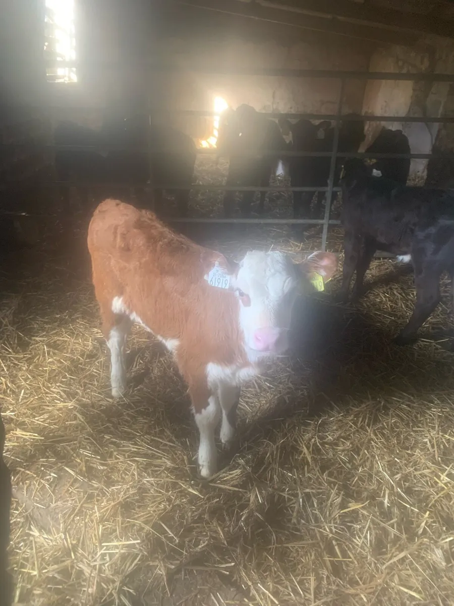 Strong Whitehead heifer calves - Image 3