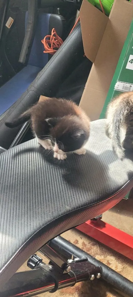 Kittens - Image 1