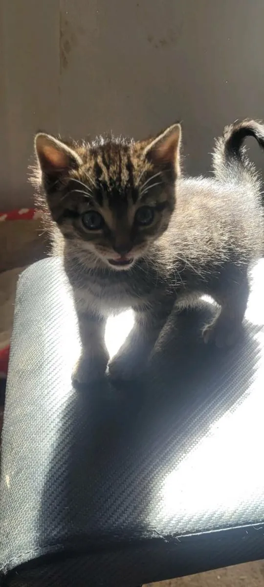 Kittens - Image 2