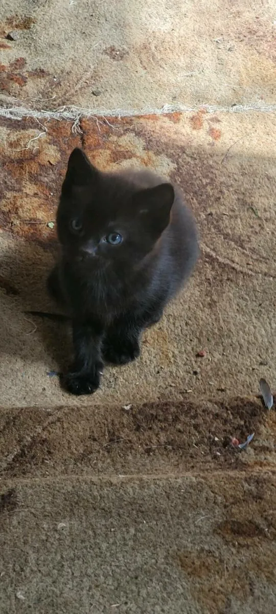 Kittens - Image 3