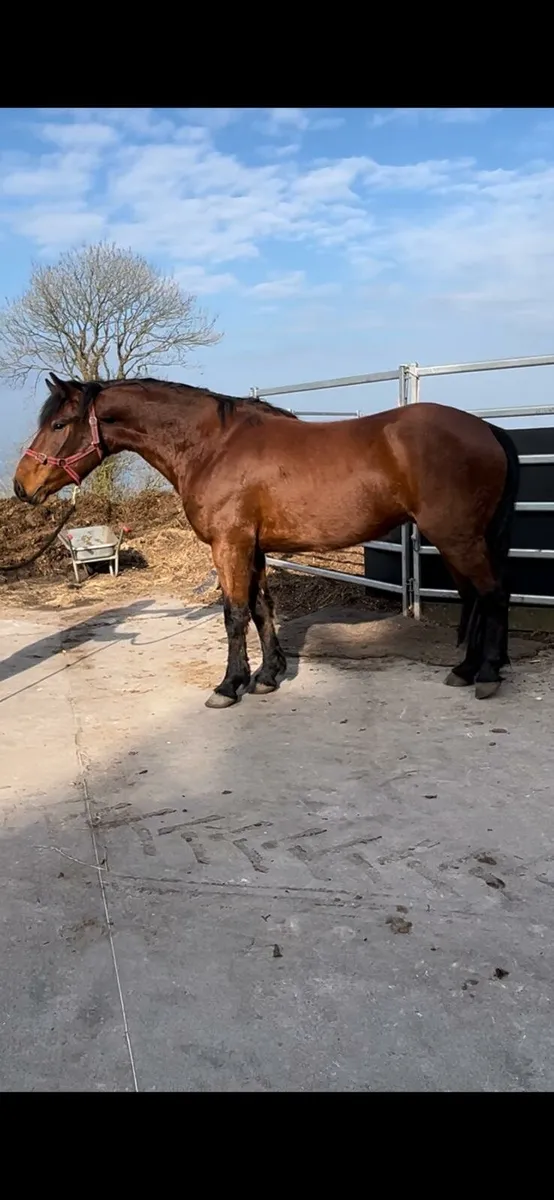 4 yr old Connemara pony - Image 1