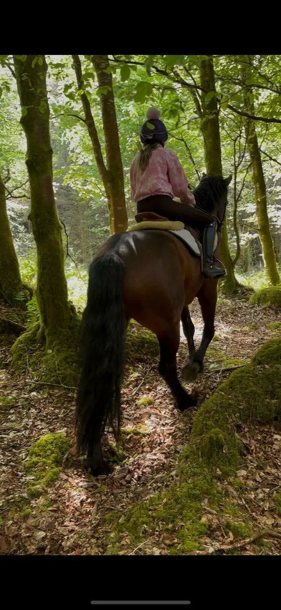 4 yr old Connemara pony - Image 2