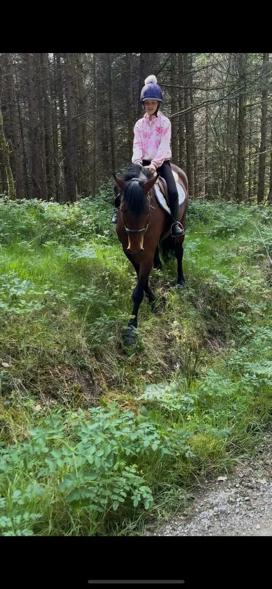 4 yr old Connemara pony - Image 3