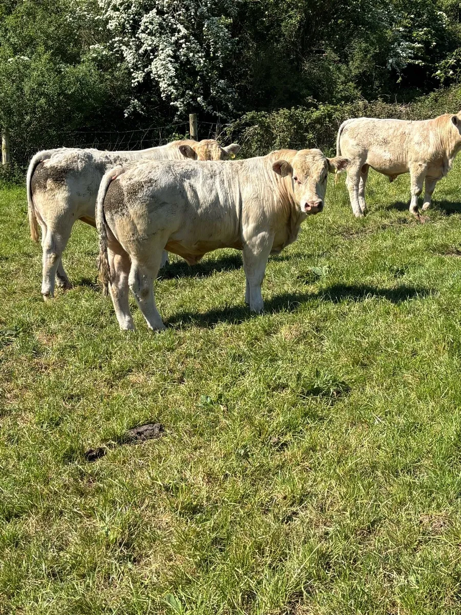 4 Pedigree 5 Star Charolais Bulls for sale - Image 1