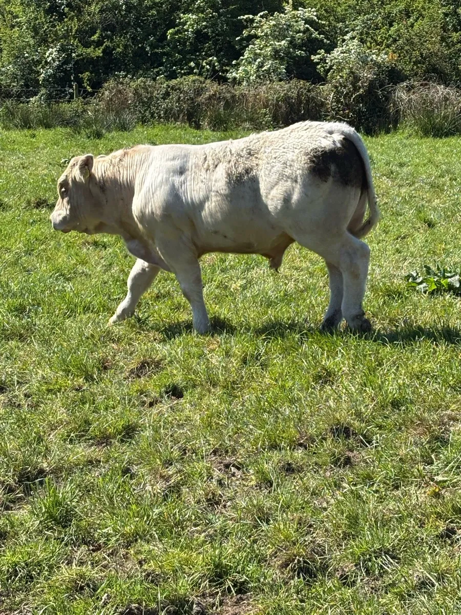 4 Pedigree 5 Star Charolais Bulls for sale - Image 2