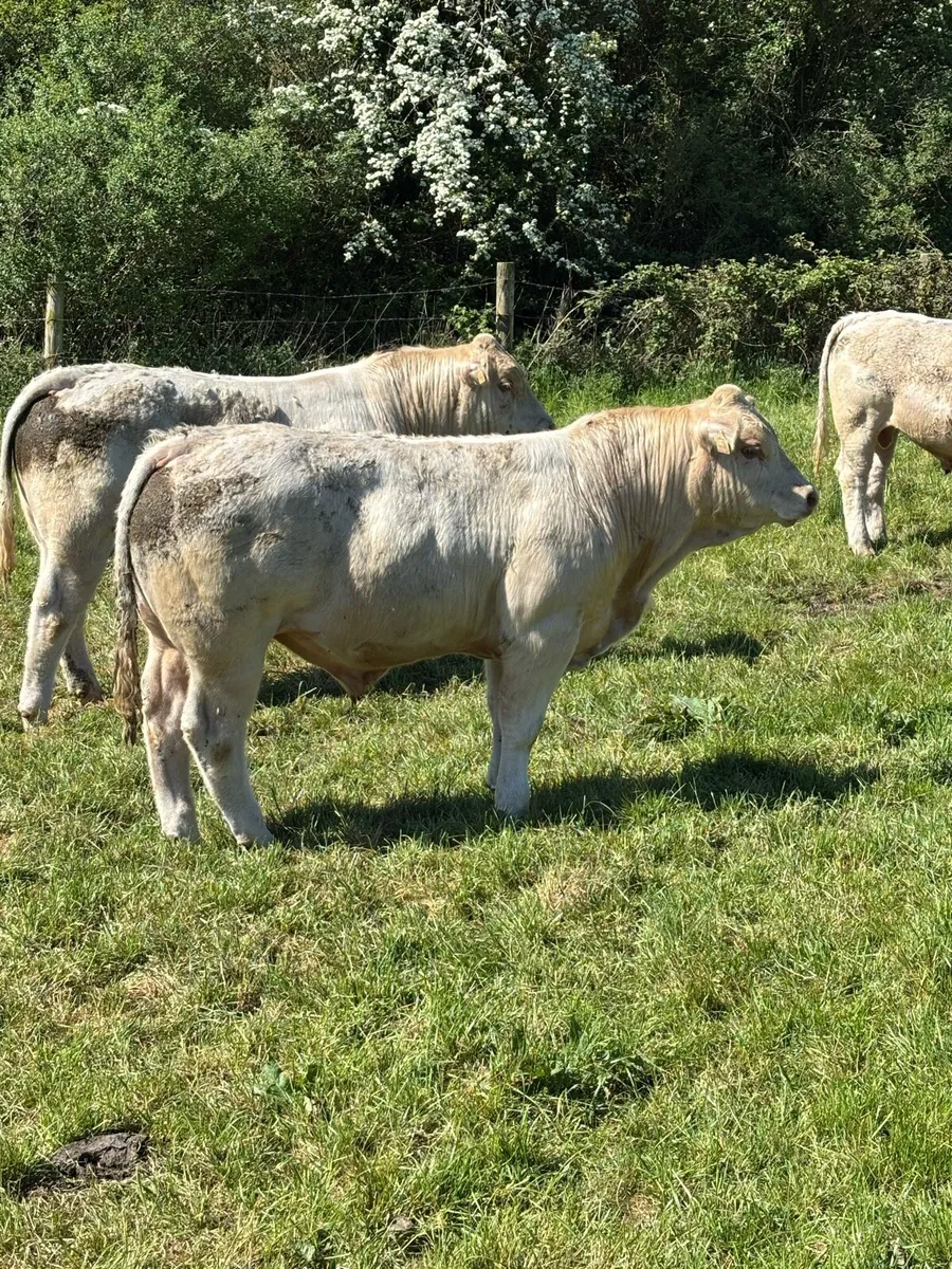 4 Pedigree 5 Star Charolais Bulls for sale - Image 3
