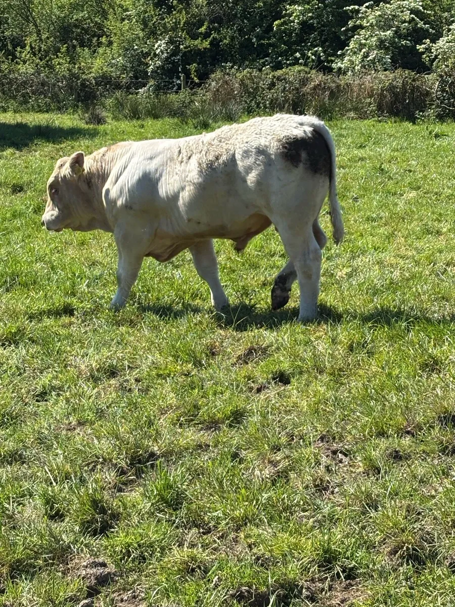 4 Pedigree 5 Star Charolais Bulls for sale - Image 4