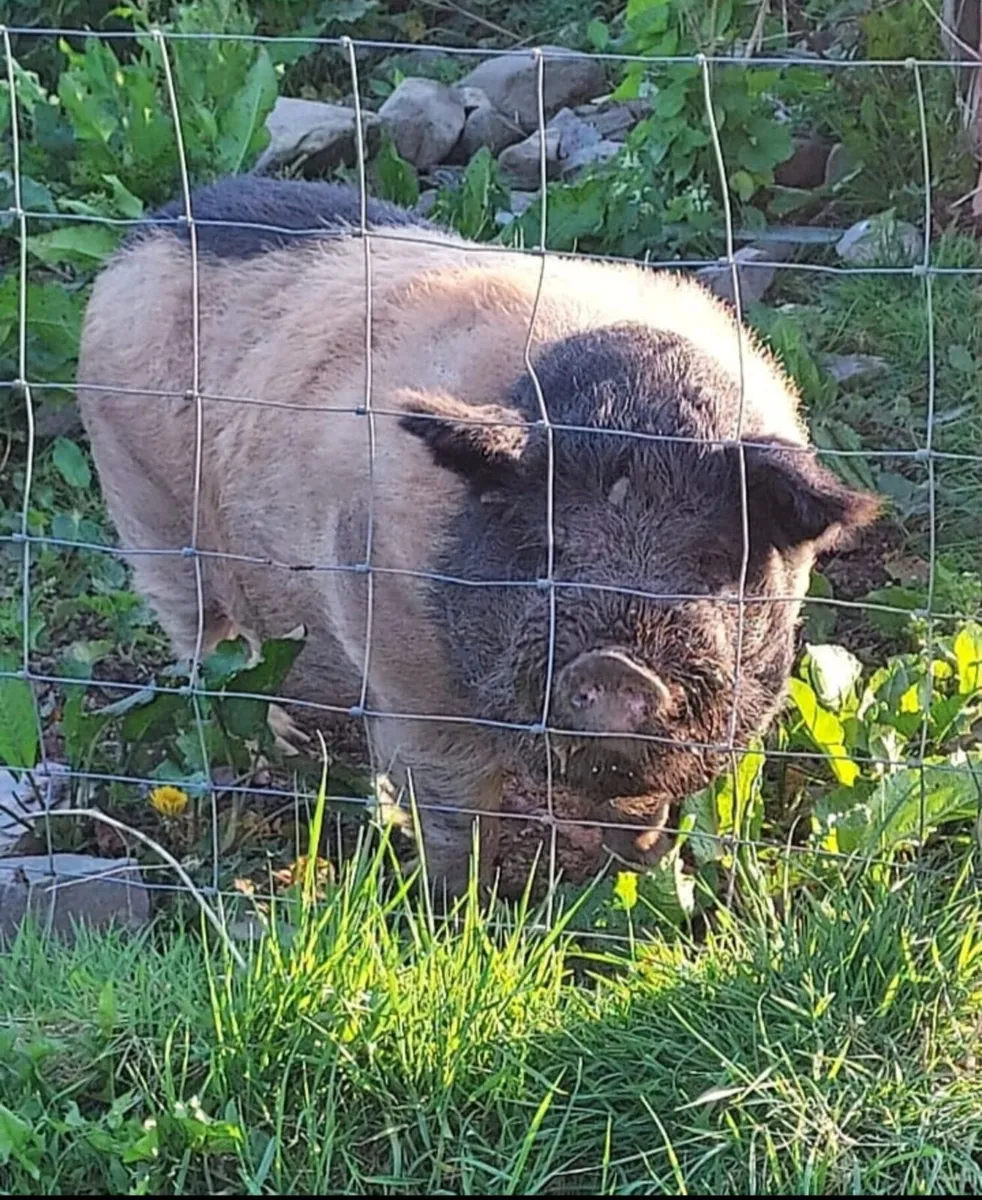 Micro pigs - Image 1