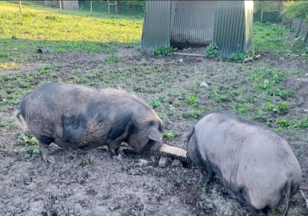 Micro pigs - Image 2