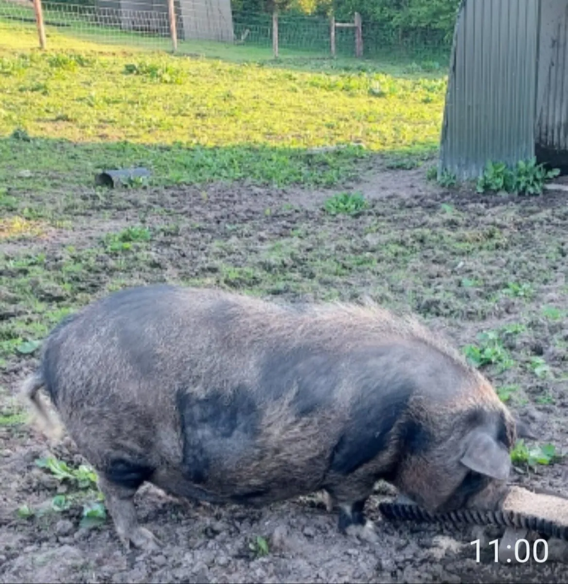 Micro pigs - Image 3