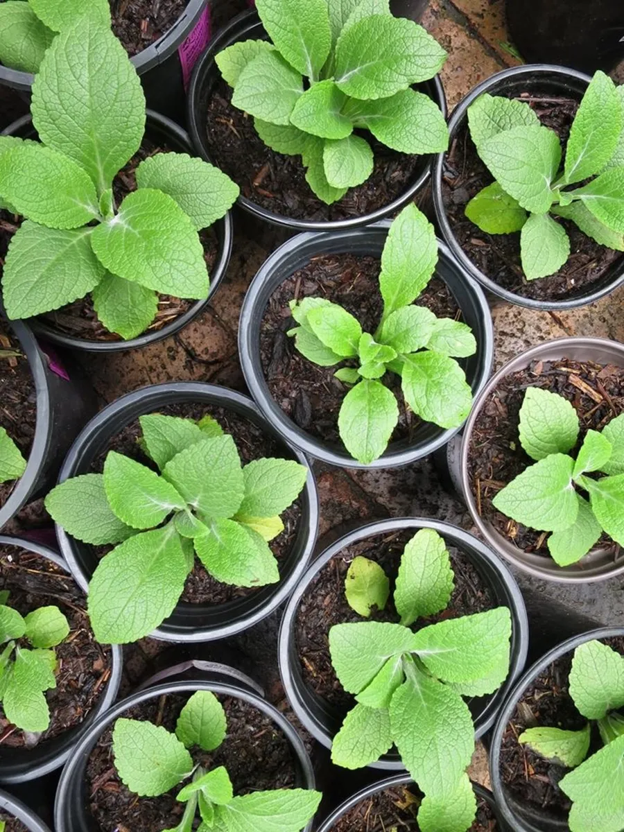 Various garden plants - Image 1