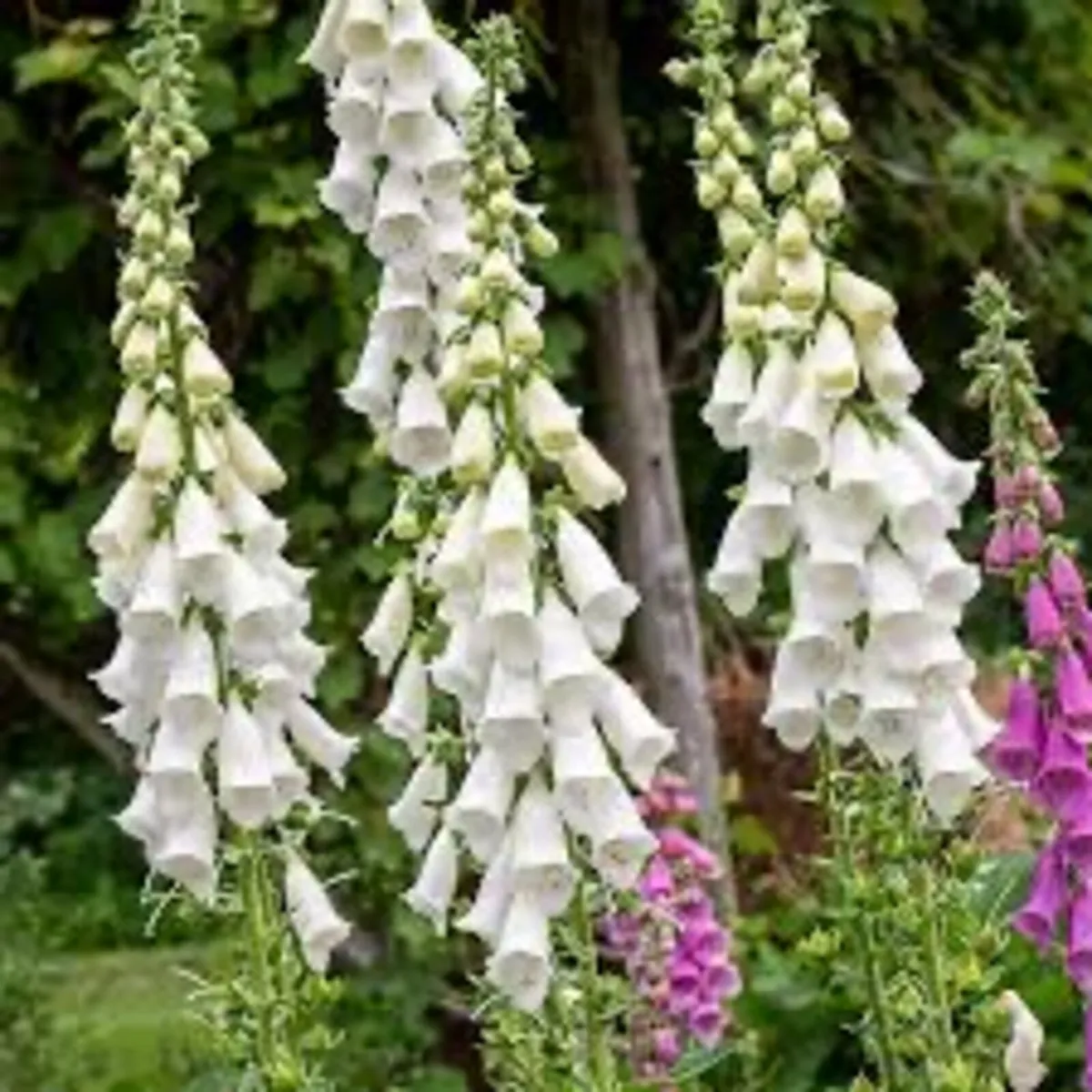 Various garden plants - Image 2